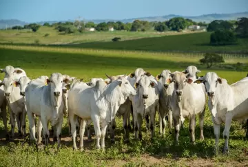 Pecuária sul-americana acelera modernização e amplia demanda por equipamentos de contenção bovina