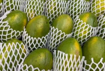 Preço do mamão recua em 2026 e produtores enfrentam custos mais altos e desafios climáticos, aponta Cepea