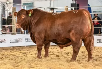 Fenagen impulsiona genética bovina e atrai centrais de inseminação com contratação de touros de elite