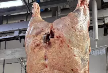 Agropecuária Maragogipe conquista ouro no Circuito Nelore de Qualidade e avança para a Final Nacional