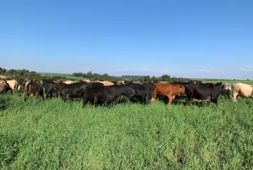 Pecuária de corte: indicadores econômicos revelam se a fazenda gera lucro e cria valor no campo