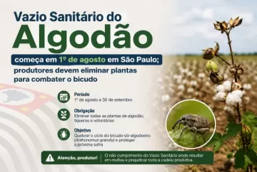 Vazio Sanitário do Algodão começa em 1º de agosto em São Paulo; produtores devem eliminar plantas para combater o bicudo