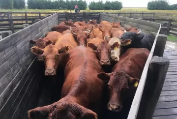 Mercado de bovinos e cavalos Crioulos ganha força em 2026 com alta nos preços, mais leilões e aumento nas vendas