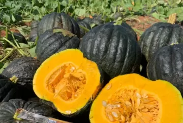Produção de abóbora cabotiá: florada intensa não garante alta produtividade nem colheita de qualidade