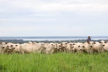 Leilão CV Nelore Mocho movimenta pecuária nacional e vende 382 animais para compradores de 14 estados