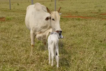 Seca exige manejo estratégico na pecuária: cria e recria precisam de suplementação, sanidade e planejamento
