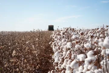 Algodão sobe com riscos climáticos globais e mercado acompanha impactos sobre a oferta mundial