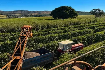 Colheita de café arábica atinge 66% no Cerrado Mineiro, mas chuvas desaceleram avanço da safra, aponta Expocacer