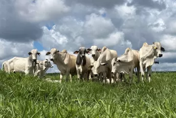 Boi gordo mantém firmeza no início de agosto; atacado aquecido e Dia dos Pais sustentam preços da arroba
