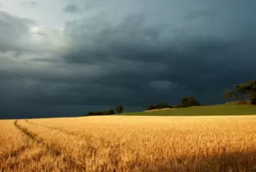 El Niño muito forte ameaça safra de trigo no Sul do Brasil e excesso de chuvas pode reduzir produtividade