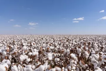 Algodão de Mato Grosso pode atingir produtividade recorde na safra 2025/26, aponta Imea