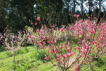 Floração do pêssego avança no Rio Grande do Sul e produtores reforçam combate a doenças nos pomares
