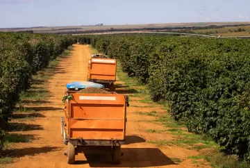 Café sobe mesmo com colheita avançada: chuvas, estoques em mínima e risco de El Niño impulsionam preços do arábica e robusta