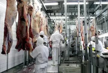 Abate de bovinos no Brasil deve cair para 40 milhões de cabeças em 2026, projeta Abiec