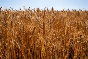 Safra de trigo deve cair 23,5% em 2026 e pressiona preços da farinha, importações e indústria de alimentos