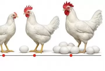 Avicultura de postura ganha tecnologia para aumentar produção de ovos com sustentabilidade e maior longevidade das aves