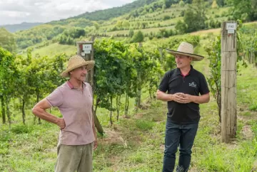 Cooperativa Vinícola Garibaldi orienta produtores para reduzir riscos de um possível Super El Niño nos vinhedos