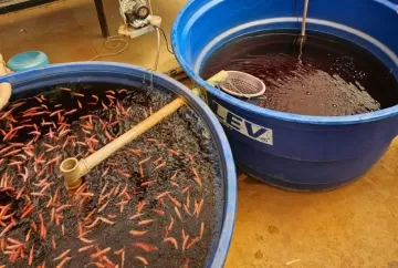 Aquaponia pode revolucionar a agricultura urbana com economia de 90% de água e produção sustentável de alimentos