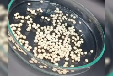 Nova cápsula de celulose aumenta eficiência de bioinseticida e prolonga vida útil de fungo usado no controle de pragas agrícolas