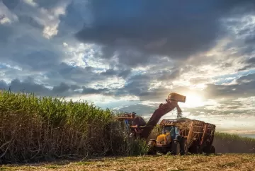 Colheita de cana-de-açúcar em São Paulo opera 24 horas e supera expectativas com alta produtividade na safra