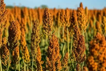 Sorgo ganha espaço no agronegócio brasileiro e produção deve crescer 24,9% com resistência à seca e novos mercados