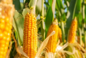 Milho safrinha 2026/27 enfrenta pressão de custos: fertilizantes representam 40% do custeio e preço projetado preocupa produtores