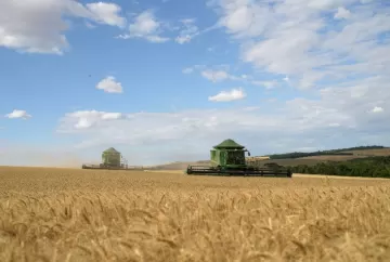 Preço do trigo segue firme no Brasil mesmo com queda em Chicago; mercado monitora safra, importações e cenário global