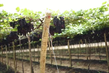 Plano Safra impulsiona viticultura brasileira e fortalece produtores de uva do Sul ao Nordeste