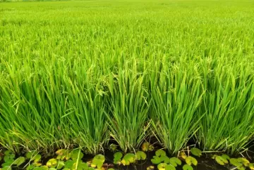 Arroz ganha protagonismo no agronegócio com e-book que revela importância do cereal para alimentação, sustentabilidade e segurança alimentar
