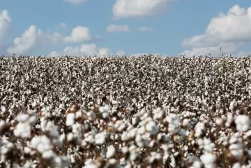 Doenças no algodão avançam no Cerrado e exigem manejo integrado para proteger produtividade