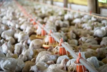 Preço do frango recua no Brasil com maior oferta de aves, enquanto exportações caminham para novo recorde em 2026