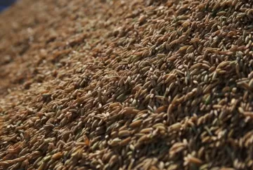 Exportações de arroz perdem ritmo em julho, mas sustentam equilíbrio do mercado brasileiro