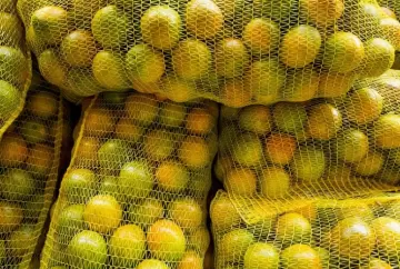 Queda dos preços da laranja e do suco marca início da safra 2026/27