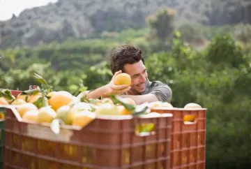 Safra de laranja deve cair para 255 milhões de caixas e pressiona rentabilidade da citricultura brasileira em 2026/27