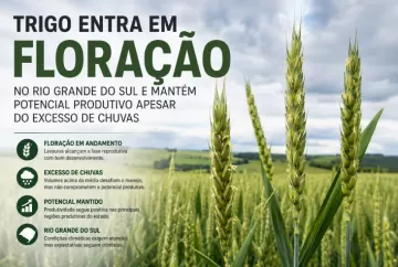 Trigo entra em floração no Rio Grande do Sul e mantém potencial produtivo apesar do excesso de chuvas