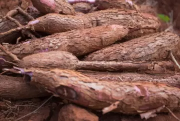 Mandioca: preços atingem maior patamar desde abril com oferta restrita e colheita menor