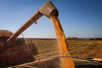 Colheita do milho safrinha chega a 79% no Centro-Sul, mas chuvas atrasam trabalhos no Paraná, MS e SP