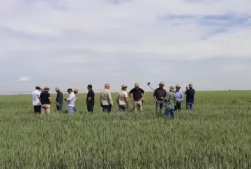 Trigo do Cerrado Mineiro ganha espaço e aproxima produtores da indústria de moinhos