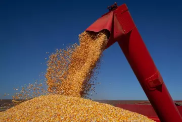 Milho: Mato Grosso colhe 99,1% da safra e projeta produção recorde de 57,39 milhões de toneladas