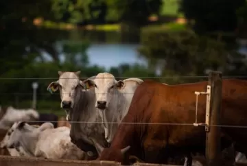 Boi gordo: arroba segue firme, oferta restrita sustenta preços e carne bovina sobe no atacado