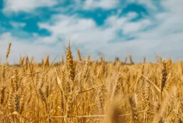 Paraná enfrenta maior déficit de trigo da história e pode precisar importar até 1,6 milhão de toneladas