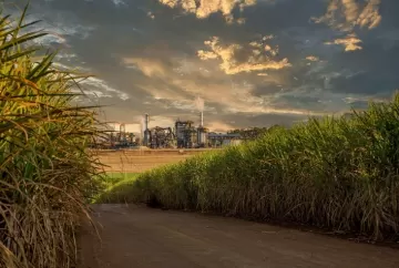 Produção de açúcar recua 12,4% na safra 2026/27, enquanto etanol dispara 20,4% no Centro-Sul