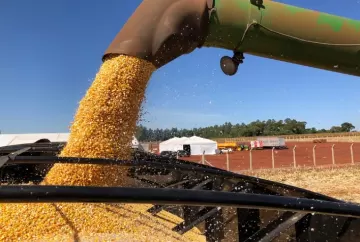 Safra de milho bate recorde em Mato Grosso com produção de 57,3 milhões de toneladas