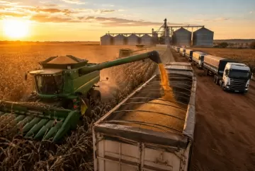 Colheita do milho safrinha chega a 78,2% e recordes de produtividade pressionam logística em Mato Grosso