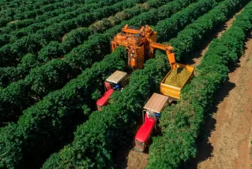 Colheita de café 2026/27 chega a 90% no Brasil, mas segue atrasada; Cooxupé registra 74,6%
