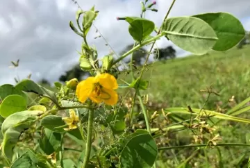 Planta venenosa no pasto pode matar bovinos e gerar prejuízos; manejo de daninhas é essencial