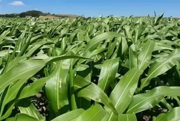 Clima e custos ganham peso nas decisões para a próxima safra de milho