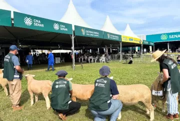 Expointer 2026 terá julgamentos de 14 raças de ovinos e programação para jovens