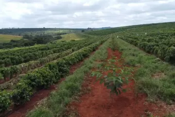 Expocacer amplia cafeicultura regenerativa com corredores arborizados e geração de créditos de carbono