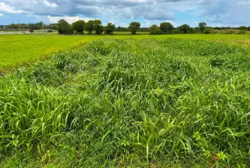 Forrageiras tropicais brasileiras começam a ser testadas para alimentar rebanhos nos Estados Unidos